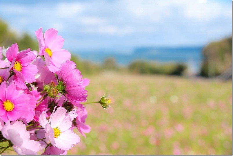 今津中田のコスモス畑でコスモスの花摘み体験させて頂きました