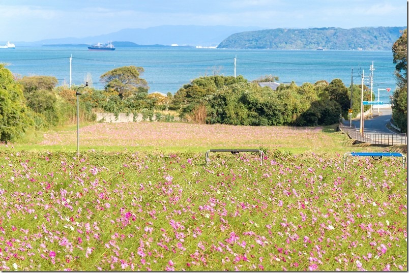 今津中田のコスモス畑開花状況、ベンチなどもありコスモスと海を鑑賞