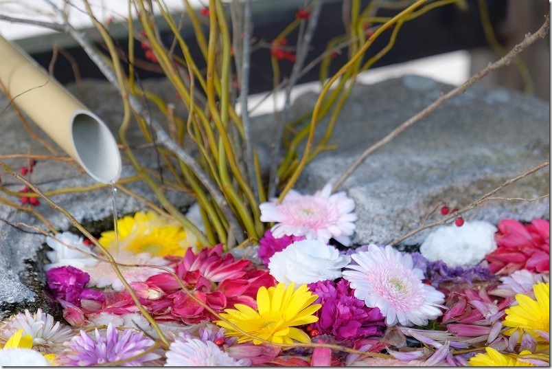 糸島 高祖神社の花手水【糸島市高祖】 2023/11 糸島 高祖神社の花手水【糸島市高祖】 2023/11