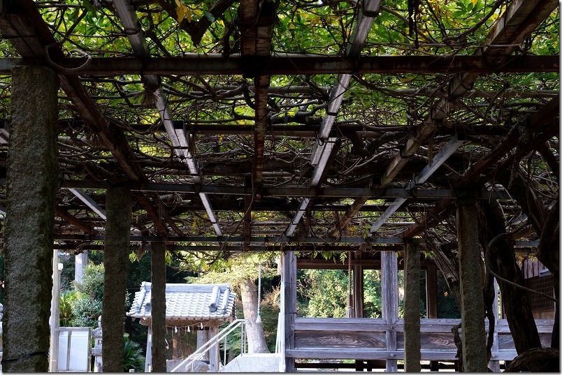 高祖神社の境内、藤棚