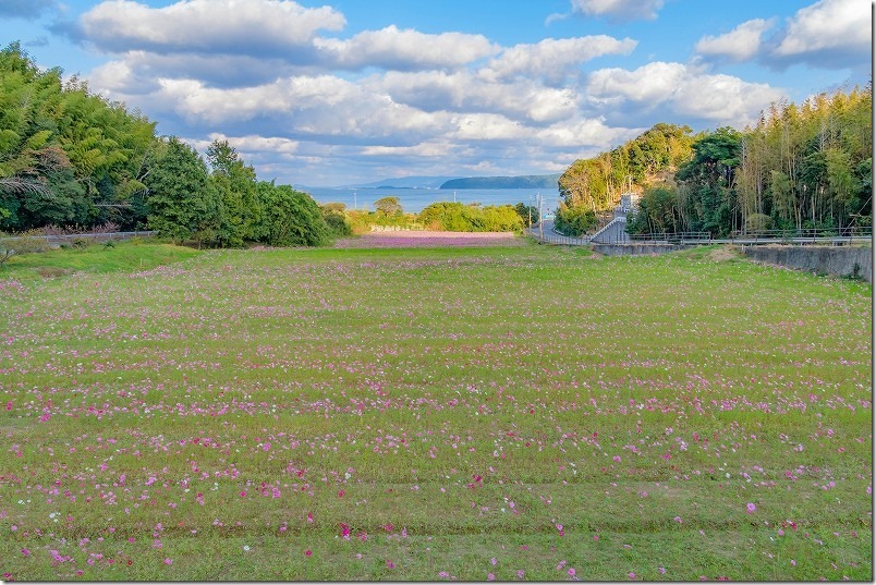 2023、今津中田のコスモス畑開花状況11月。糸島で海を見下ろすコスモス畑
