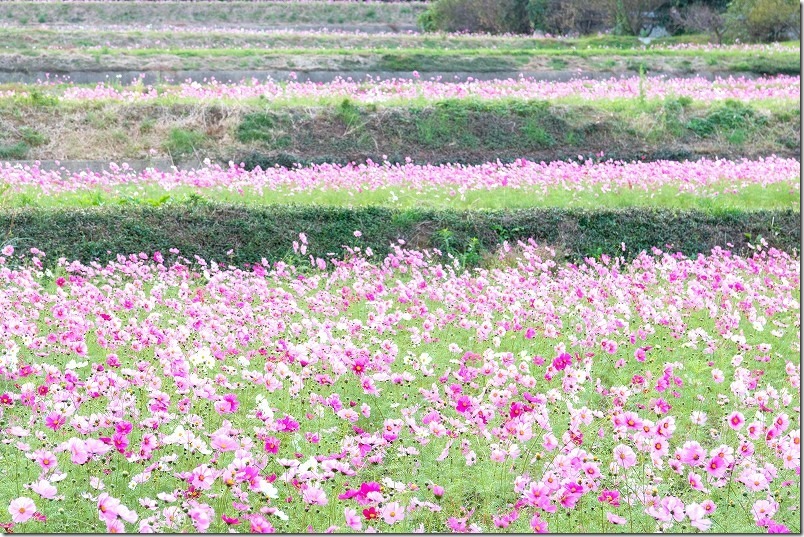 2023、今津中田のコスモス畑。夕方