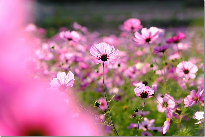 2023、今津中田のコスモス畑開花状況