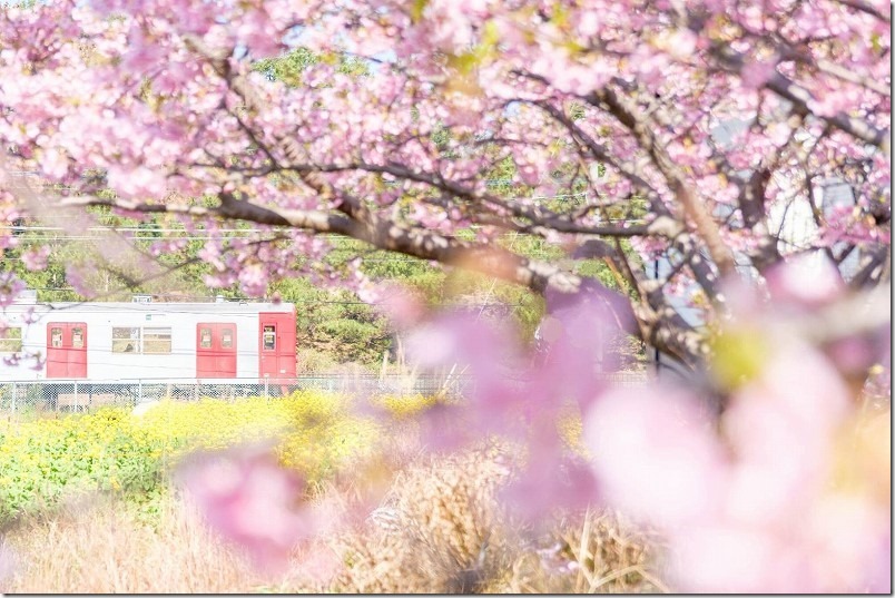 ふく福の里　菜の花と 河津桜 　開花状況