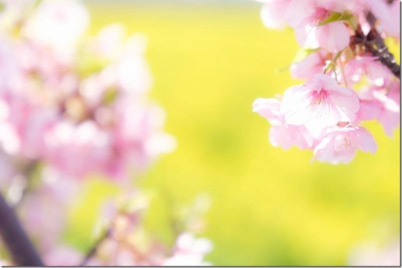 福ふくの里、菜の花と河津桜