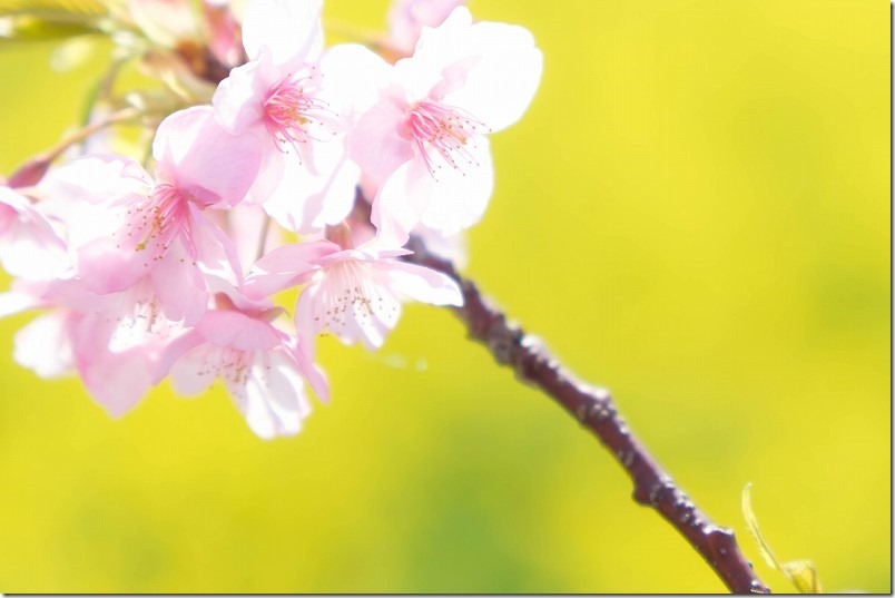 福ふくの里、菜の花と河津桜