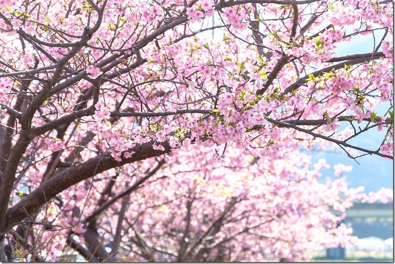 ふく福の里の河津桜、開花状況