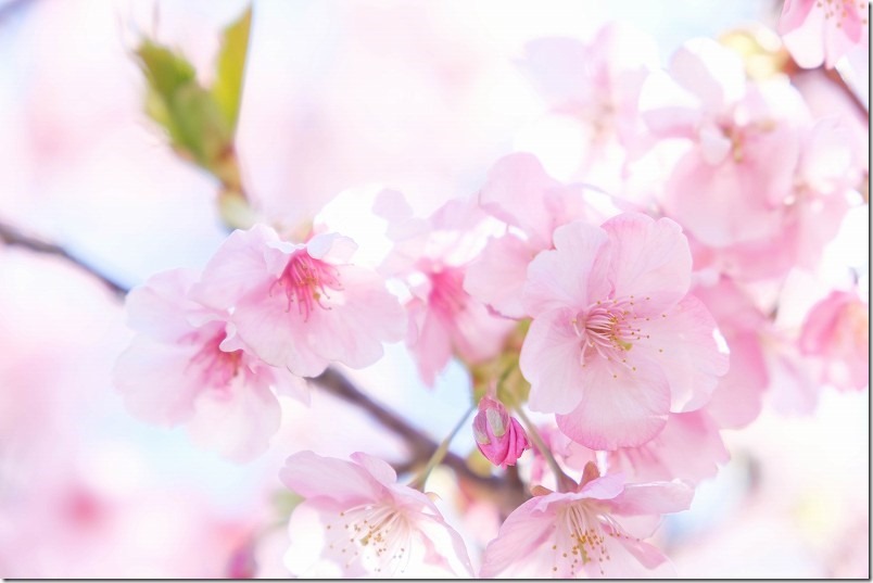 福ふくの里、河津桜