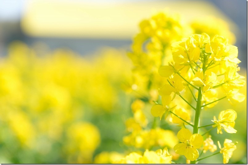 福ふくの里、黄色い屋根と菜の花畑のコラボレーション