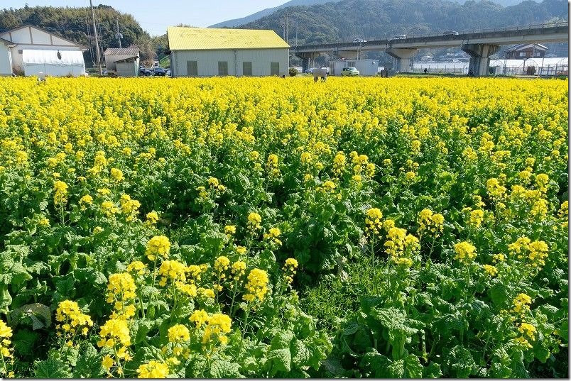 ふく福の里、菜の花の開花状況（裏の菜の花畑）