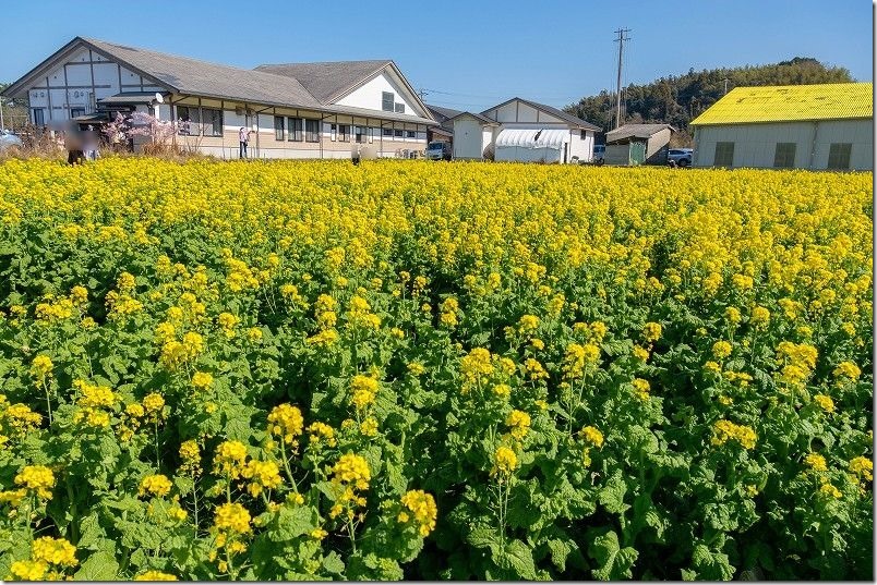 ふく福の里、菜の花の開花状況（裏の菜の花畑）