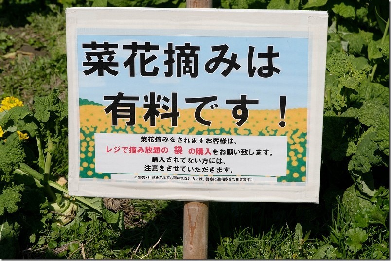 福ふくの里で菜の花摘み