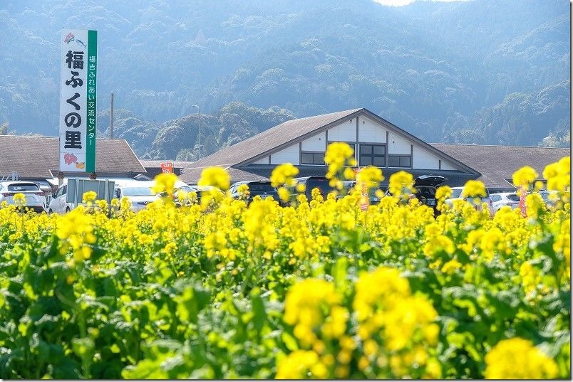 ふく福の里の菜の花