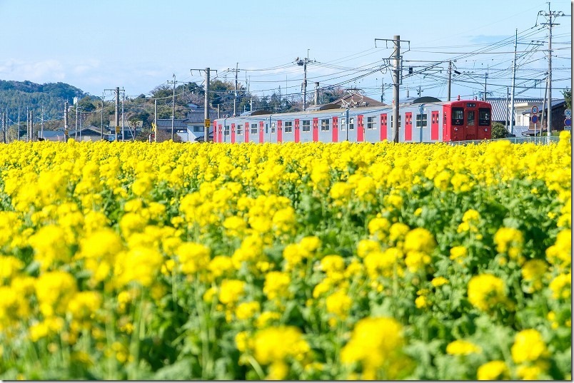 福ふくの里、電車と菜の花のコラボレーションの写真