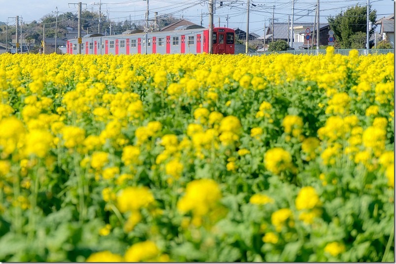 福ふくの里、電車と菜の花のコラボレーションの写真