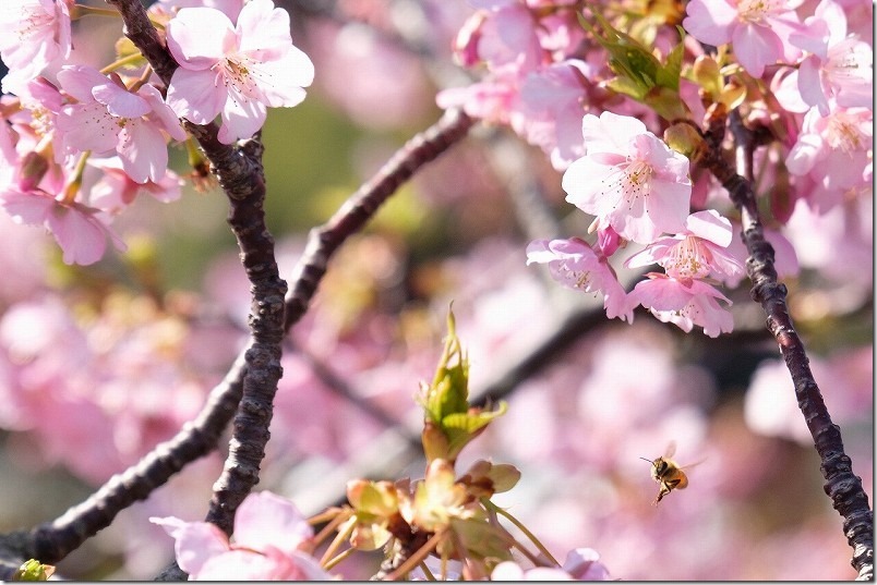 福ふくの里、ミツバチが河津桜
