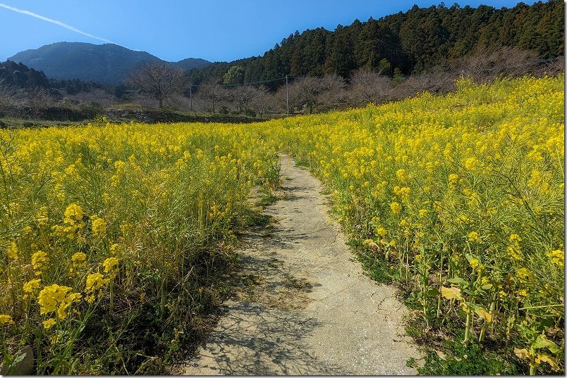 糸島、加茂ゆらりんこ橋の開花状況、３月中旬の菜の花、2024