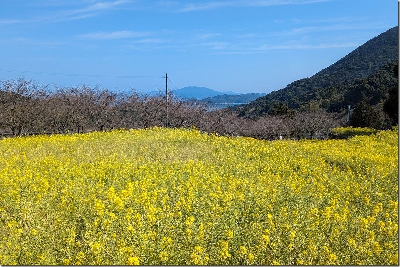 糸島、加茂ゆらりんこ橋の開花状況、３月中旬の菜の花、桜、2024