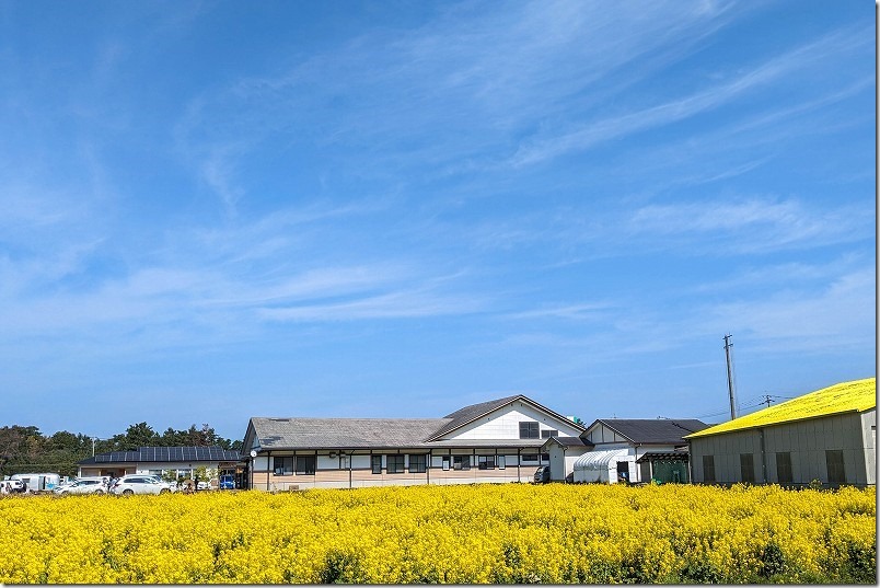 ふく福の里、菜の花畑、開花状況（裏の菜の花畑）の3月中旬