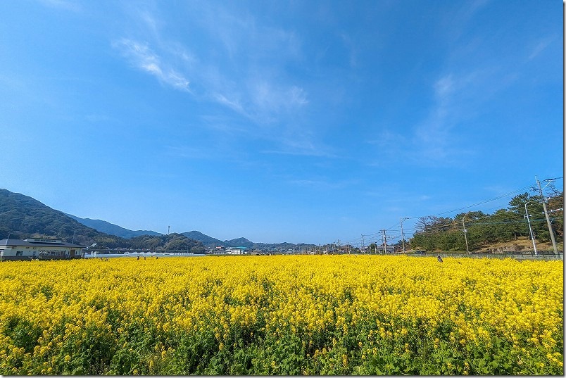 ふく福の里、菜の花畑の開花状況（表の菜の花畑）。3月中旬