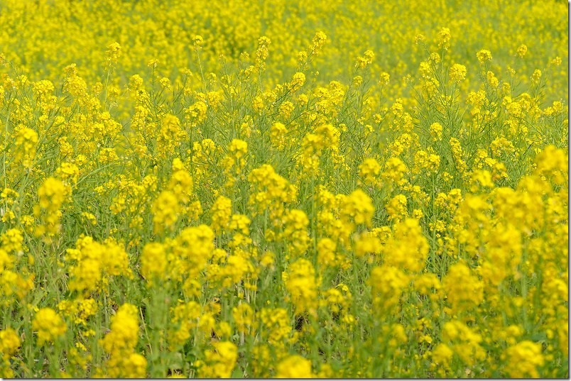糸島、加茂ゆらりんこ橋の２月の開花状況。菜の花畑