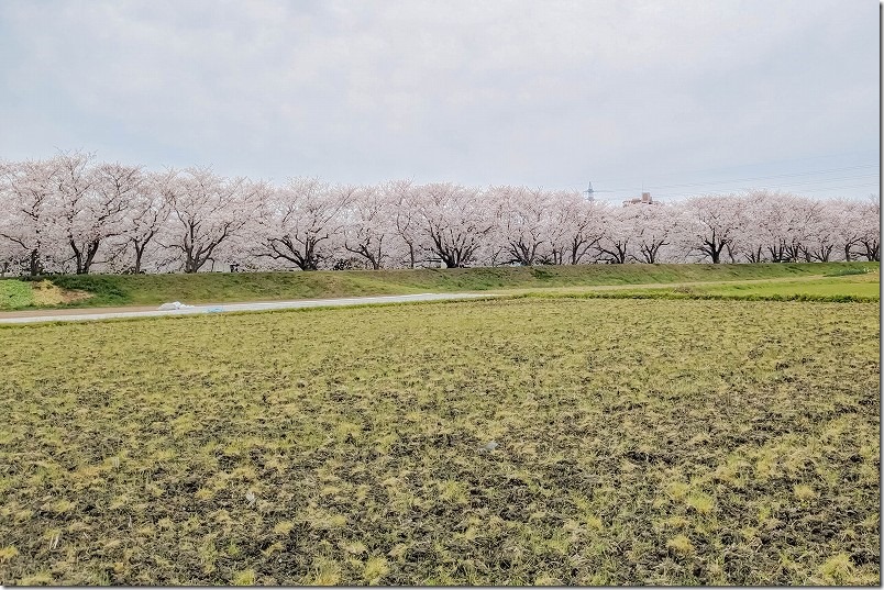 糸島市、池田川(瑞梅寺川)の桜並木 糸島市、池田川(瑞梅寺川)の桜並木