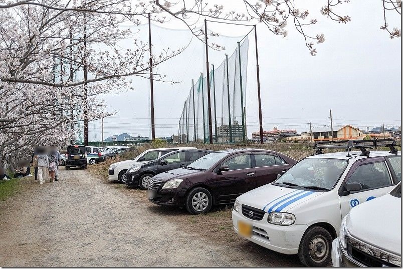 糸島池田川の桜並木、駐車場 糸島池田川の桜並木、駐車場