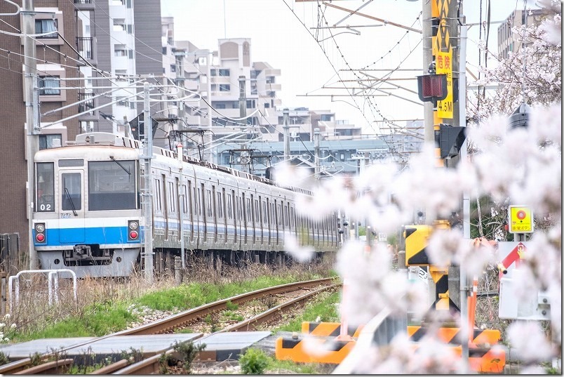 瑞梅寺川橋梁の反対側から電車を撮る。糸島、池田川の桜 瑞梅寺川橋梁の反対側から電車を撮る。糸島、池田川の桜