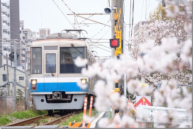 瑞梅寺川橋梁の反対側から電車を撮る。糸島、池田川の桜 瑞梅寺川橋梁の反対側から電車を撮る。糸島、池田川の桜