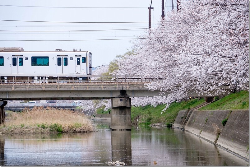 池田川で電車が桜に入るとこを撮影 池田川で電車が桜に入るとこを撮影