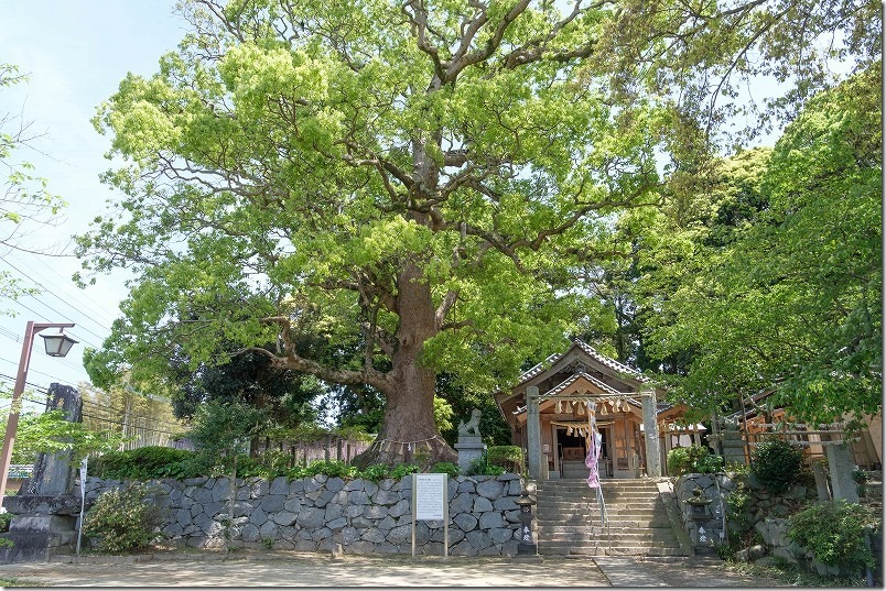 糸島、六所神社の藤棚と御神木 糸島、六所神社の藤棚と御神木