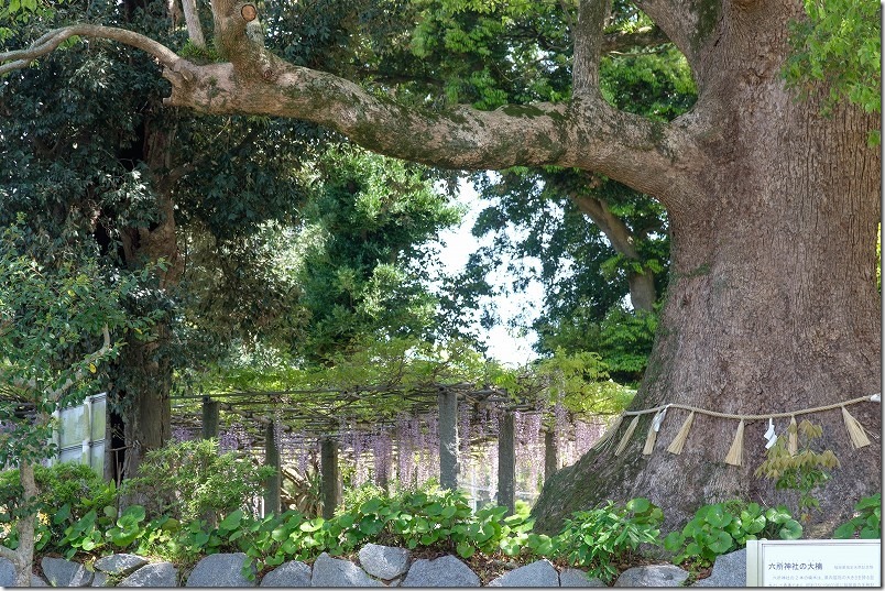 糸島 六所神社の藤棚の場所