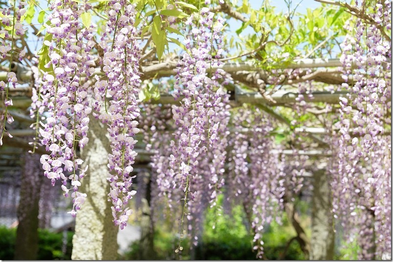 糸島、六所神社の藤棚、開花状況、2024 糸島、六所神社の藤棚、開花状況、2024