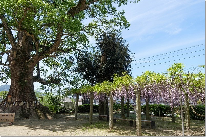 糸島、六所神社の藤棚、開花状況、2024 糸島、六所神社の藤棚、開花状況、2024