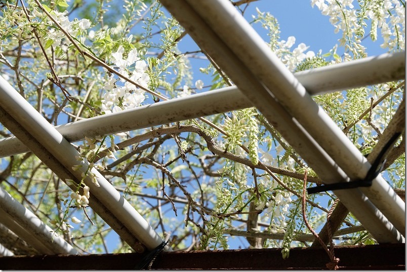 糸島、志々岐神社の藤棚、白花の開花状況、2024