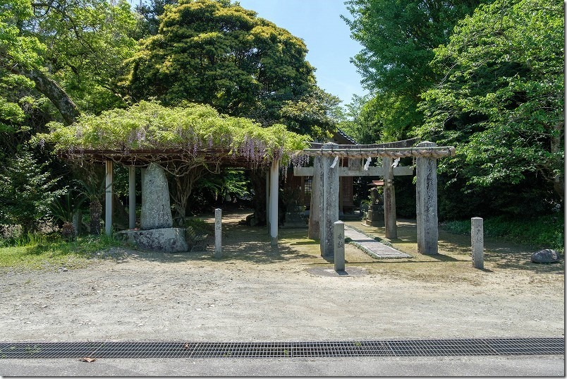 糸島 志自岐宮の藤棚、駐車場