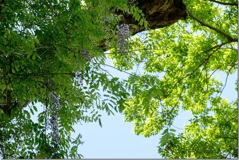 糸島 志自岐宮の藤棚よこの木に絡む藤の花