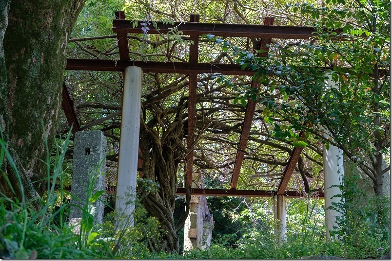 糸島、志自岐宮の藤棚、開花状況、2024