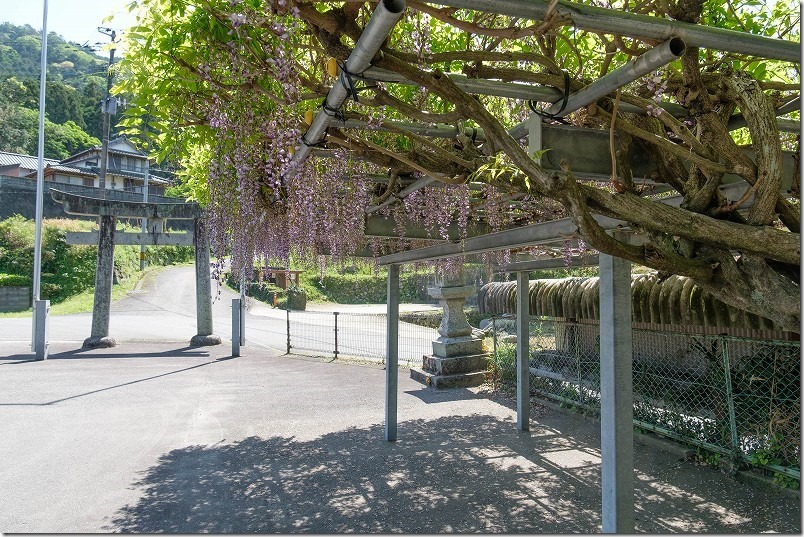 糸島、宝満宮（長石神社）の藤棚