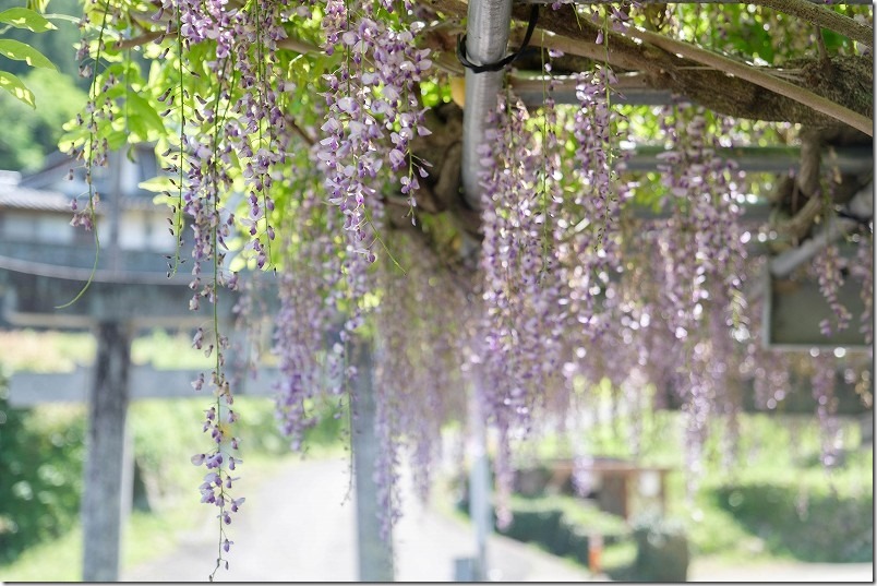 糸島、宝満宮（長石神社）、開花状況、2024