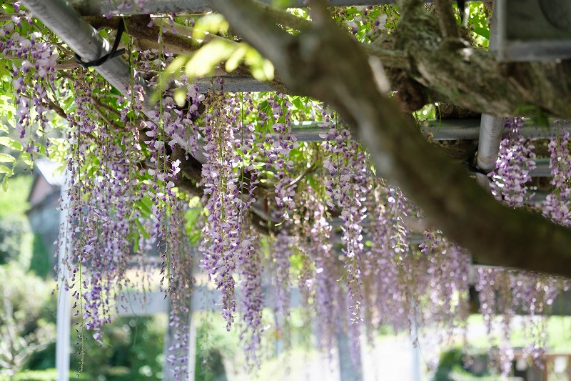 糸島　宝満宮（長石神社）の藤棚（糸島市二丈）