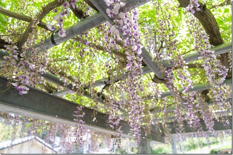 糸島、宝満宮（長石神社）、開花状況、2024