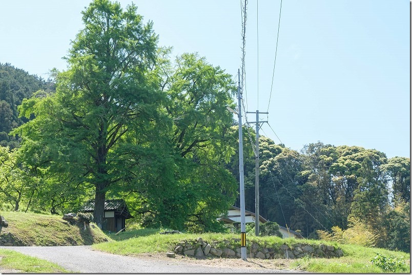 長石のお薬師様の大イチョウ、新緑
