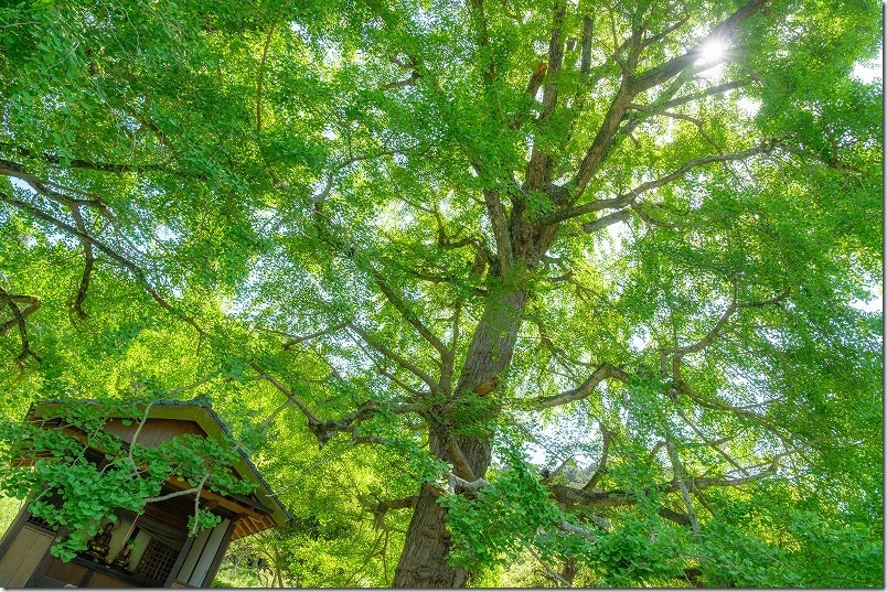 長石のお薬師様の大イチョウ、新緑
