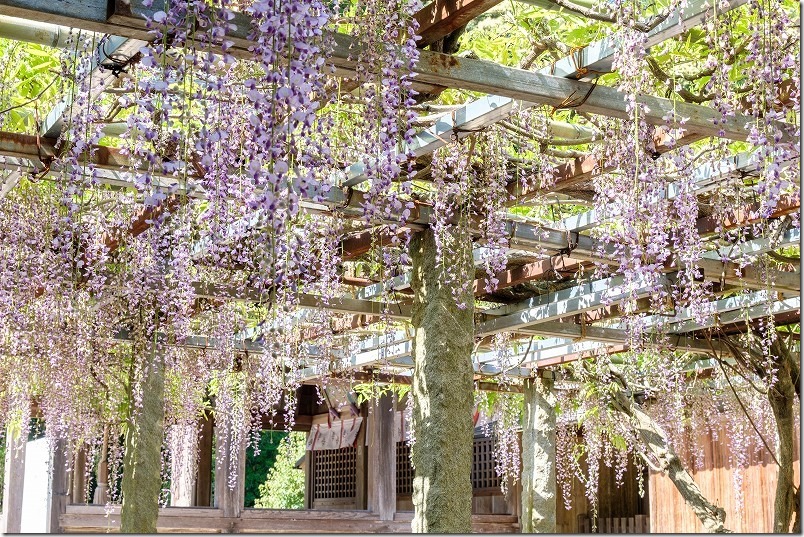 糸島 高祖神社の満開の藤棚