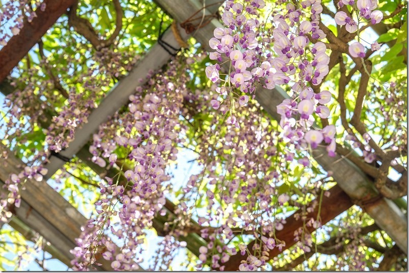 糸島 高祖神社の藤棚 開花状況 2024