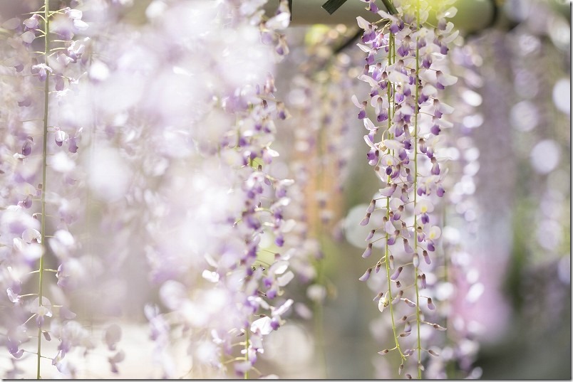 糸島、六所神社の藤棚、開花状況、2024 糸島、六所神社の藤棚、開花状況、2024