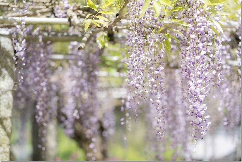 糸島、六所神社の藤棚、開花状況、2024 糸島、六所神社の藤棚、開花状況、2024
