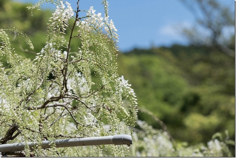 糸島、志々岐神社の藤棚、白花の開花状況、2024