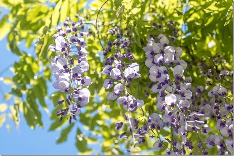 糸島、志自岐宮の藤棚、開花状況、2024